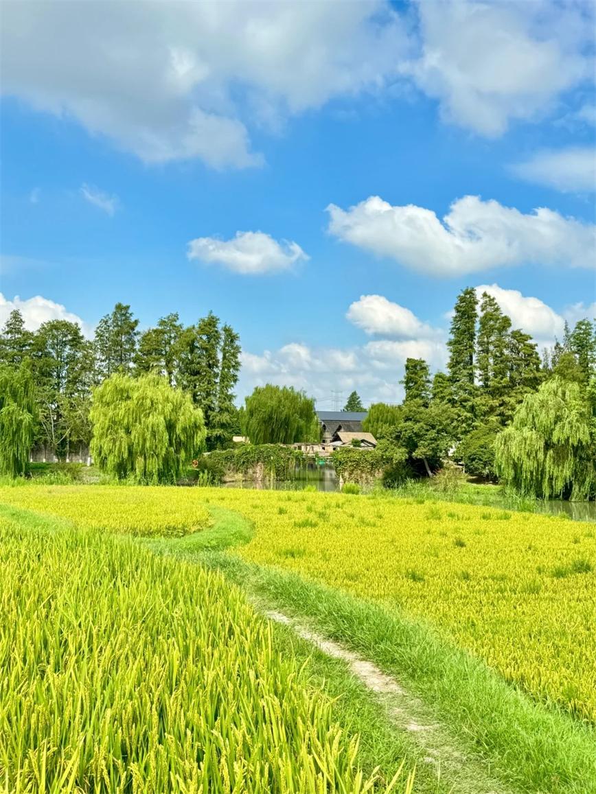 秋天的烏村，堪稱(chēng)秋日旅行天花板！！_3_烏村Village_來(lái)自小紅書(shū)網(wǎng)頁(yè)版.jpg